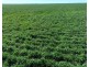 Bil Bil, Goodooga NSW 2831