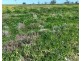 Bil Bil, Goodooga NSW 2831