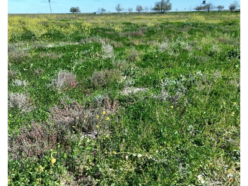 Bil Bil, Goodooga NSW 2831