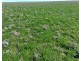 Bil Bil, Goodooga NSW 2831