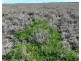 Bil Bil, Goodooga NSW 2831