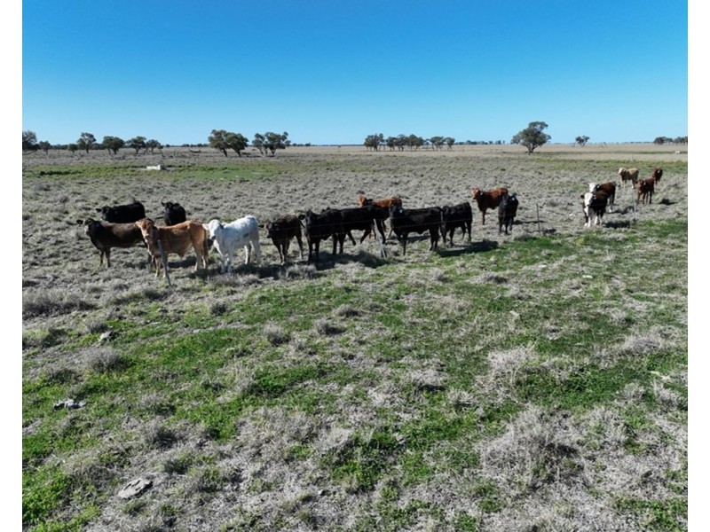 Bil Bil, Goodooga NSW 2831