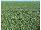 Bil Bil, Goodooga NSW 2831