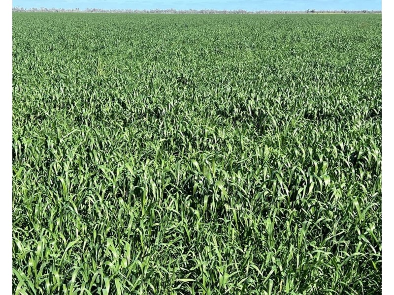 Bil Bil, Goodooga NSW 2831