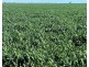 Bil Bil, Goodooga NSW 2831