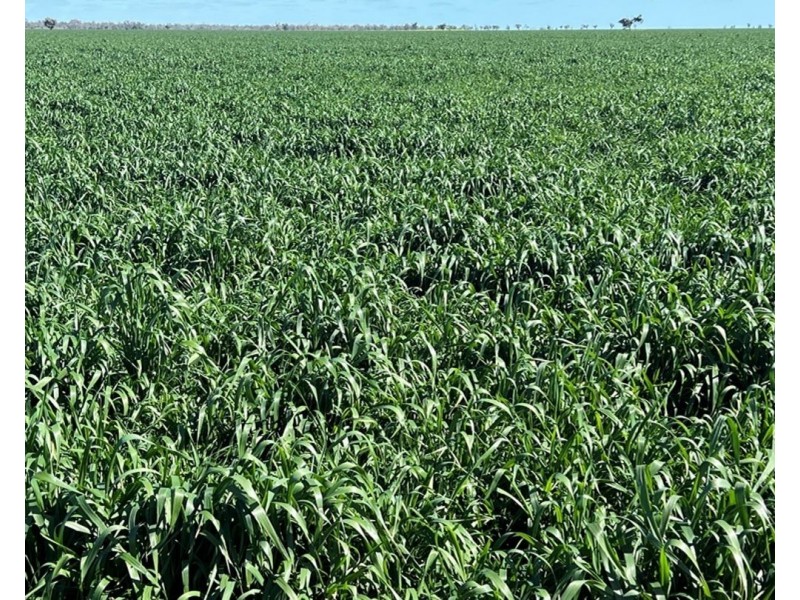 Bil Bil, Goodooga NSW 2831