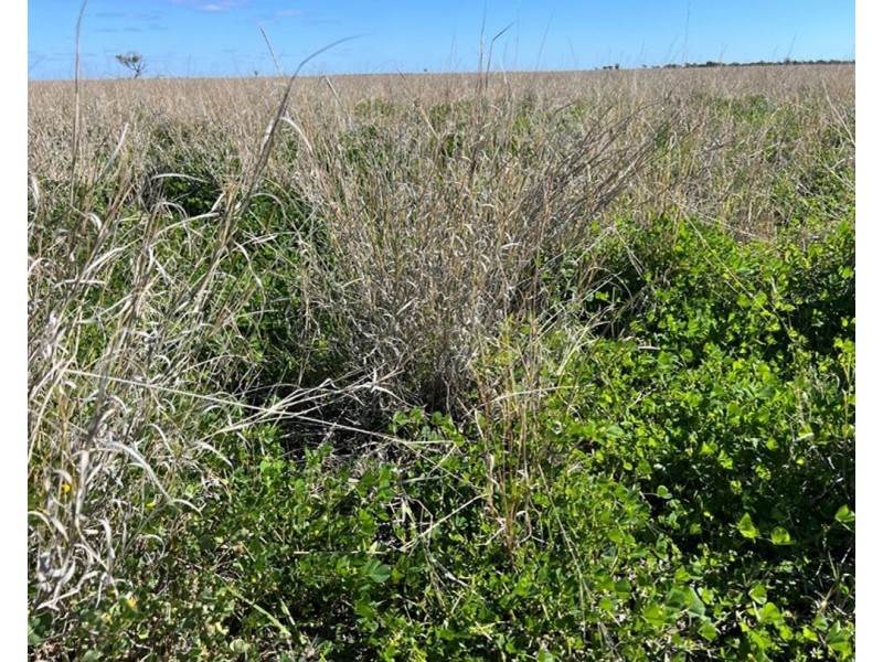 Bil Bil, Goodooga NSW 2831