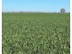 Bil Bil, Goodooga NSW 2831