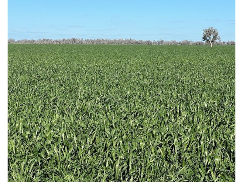 Bil Bil, Goodooga NSW 2831