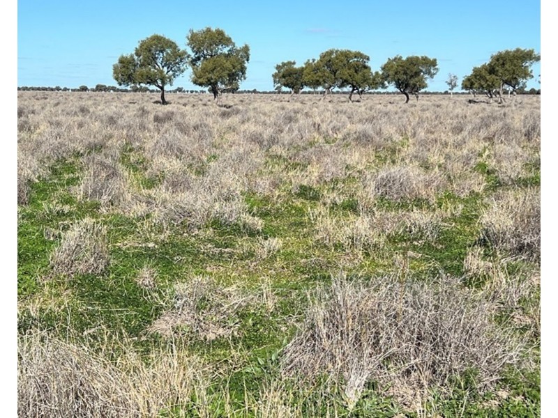 Bil Bil, Goodooga NSW 2831