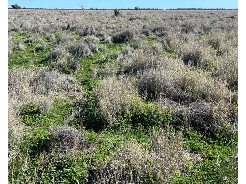 Bil Bil, Goodooga NSW 2831