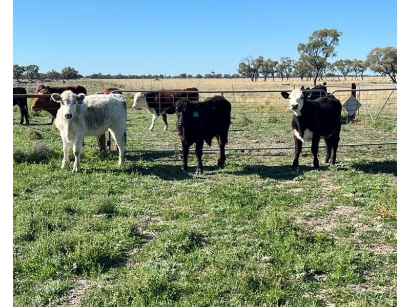 Bil Bil, Goodooga NSW 2831