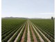 Carnarvon Aggregation, Mullaley NSW 2379