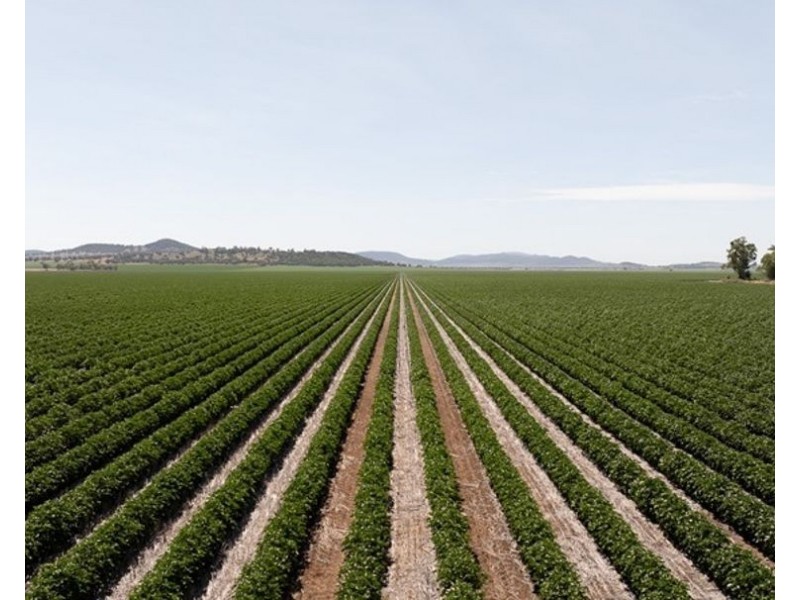 Carnarvon Aggregation, Mullaley NSW 2379