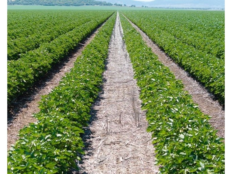 Carnarvon Aggregation, Mullaley NSW 2379