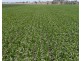Carnarvon Aggregation, Mullaley NSW 2379