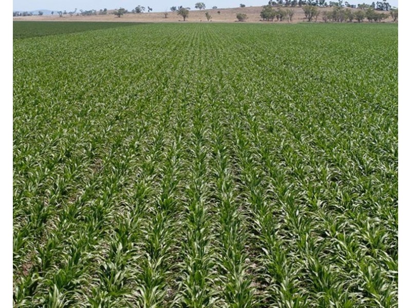 Carnarvon Aggregation, Mullaley NSW 2379