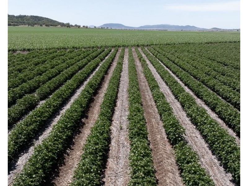 Carnarvon Aggregation, Mullaley NSW 2379