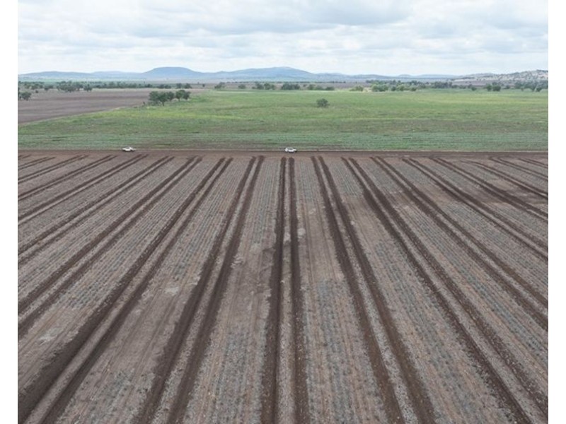 Carnarvon Aggregation, Mullaley NSW 2379