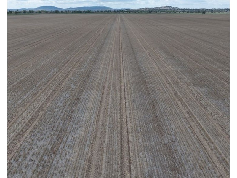 Carnarvon Aggregation, Mullaley NSW 2379