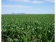 Carnarvon Aggregation, Mullaley NSW 2379