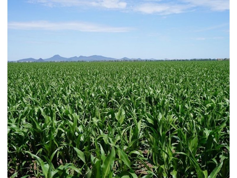 Carnarvon Aggregation, Mullaley NSW 2379