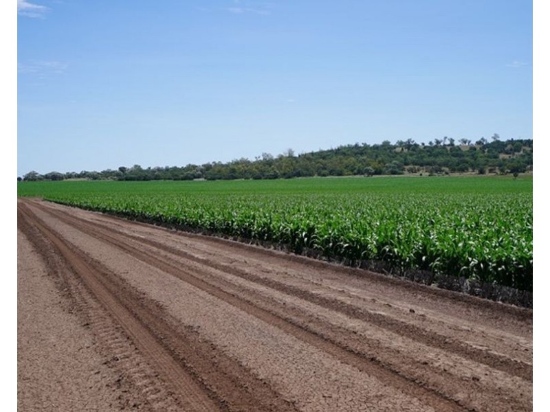 Carnarvon Aggregation, Mullaley NSW 2379