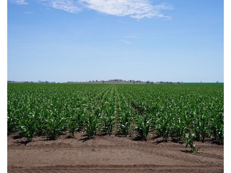 Carnarvon Aggregation, Mullaley NSW 2379