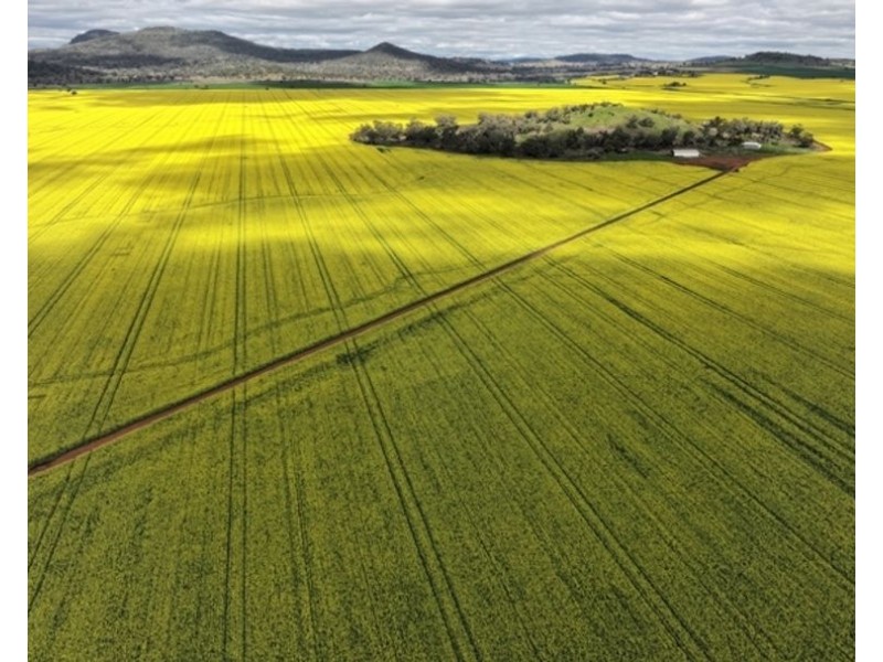 Carnarvon Aggregation, Mullaley NSW 2379