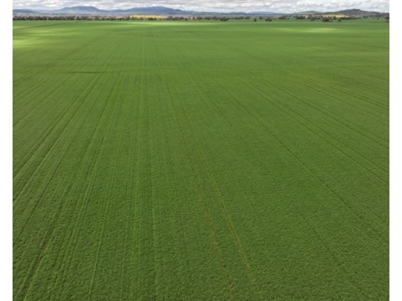 Carnarvon Aggregation, Mullaley NSW 2379