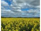 Carnarvon Aggregation, Mullaley NSW 2379