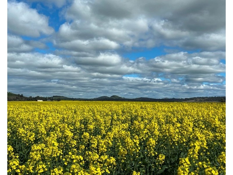Carnarvon Aggregation, Mullaley NSW 2379