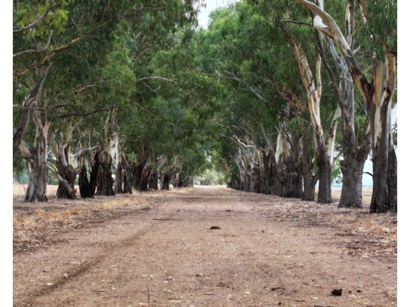Carnarvon Aggregation, Mullaley NSW 2379