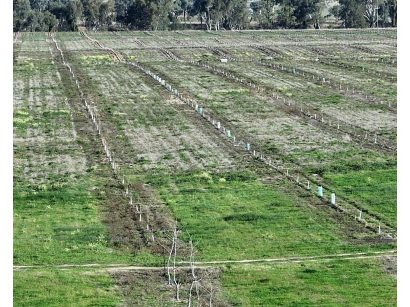 Mt Bowman, Texas QLD 4385