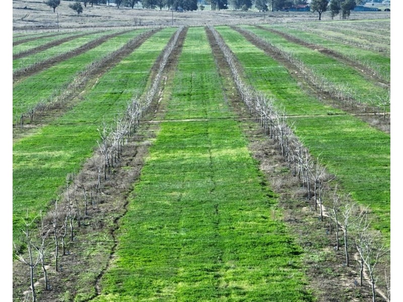 Mt Bowman, Texas QLD 4385