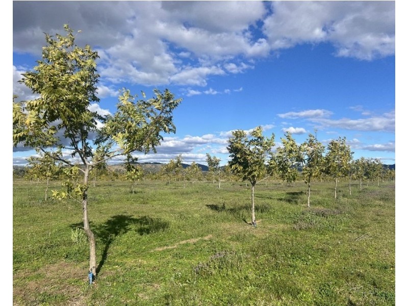 Mt Bowman, Texas QLD 4385