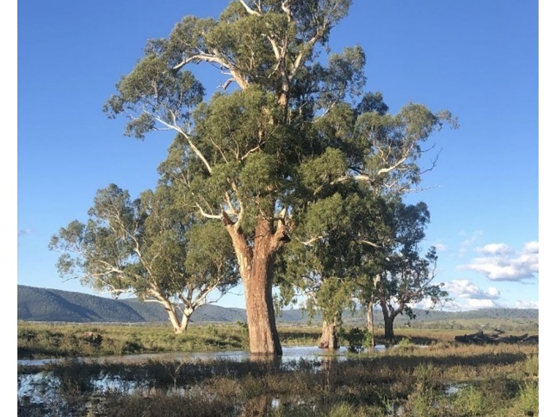 Mt Bowman, Texas QLD 4385
