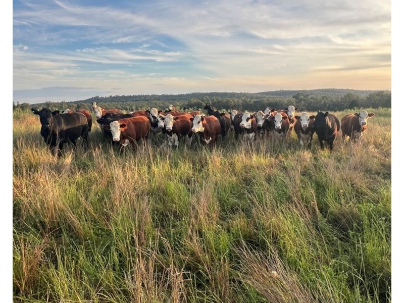 Clamally Park, Warialda NSW 2402