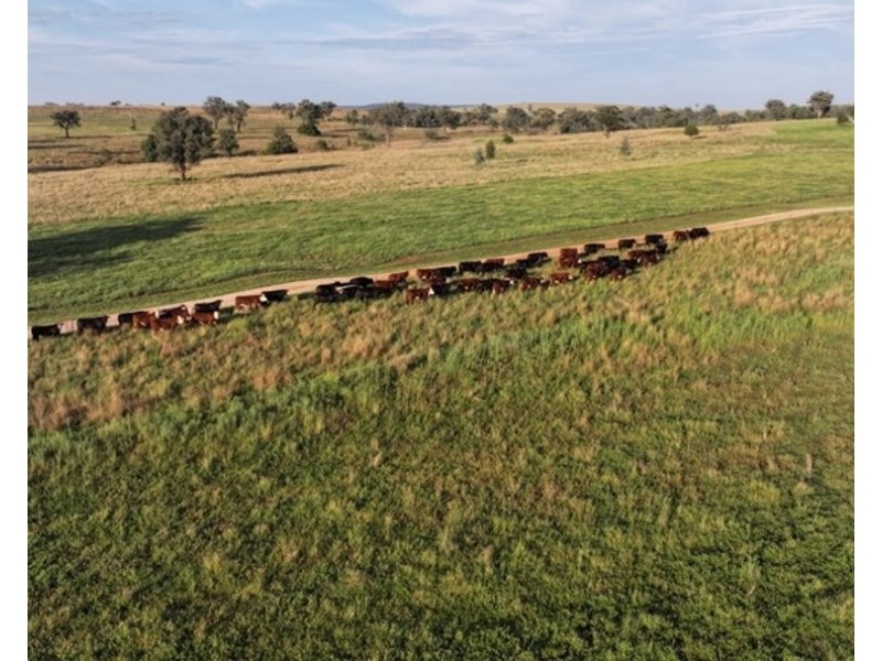 Clamally Park, Warialda NSW 2402