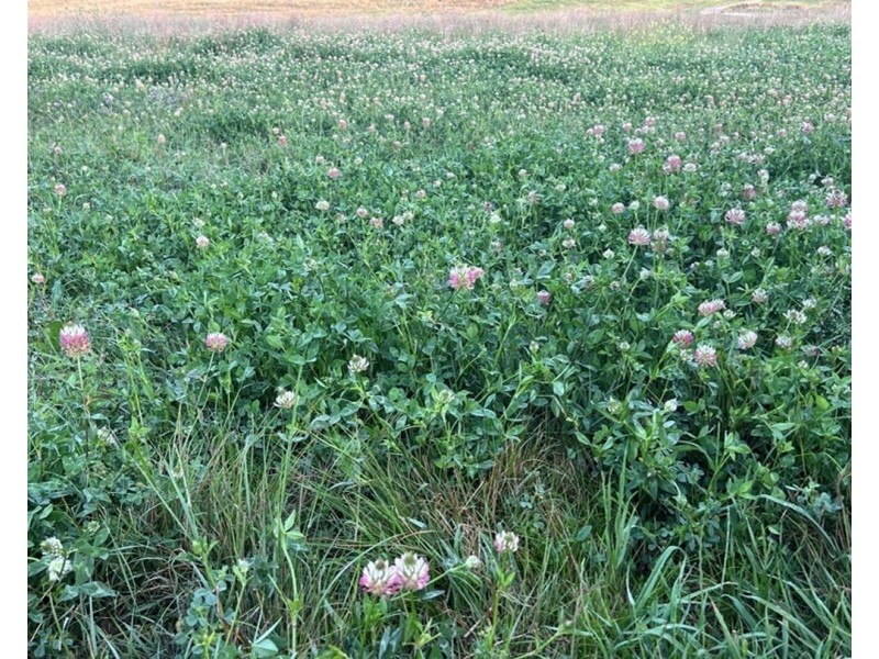 Clamally Park, Warialda NSW 2402