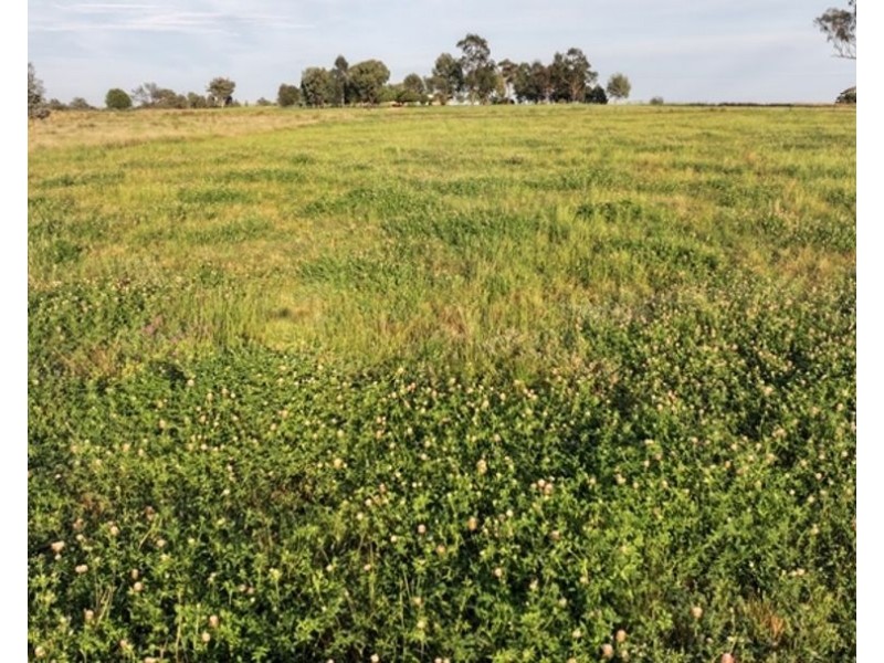 Clamally Park, Warialda NSW 2402