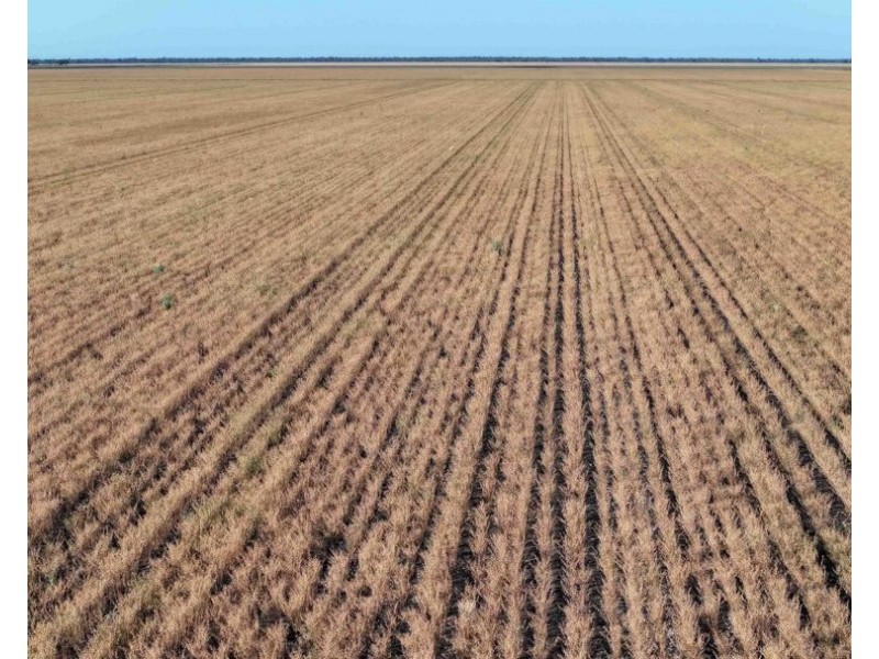 The Ponds, Moree NSW 2400