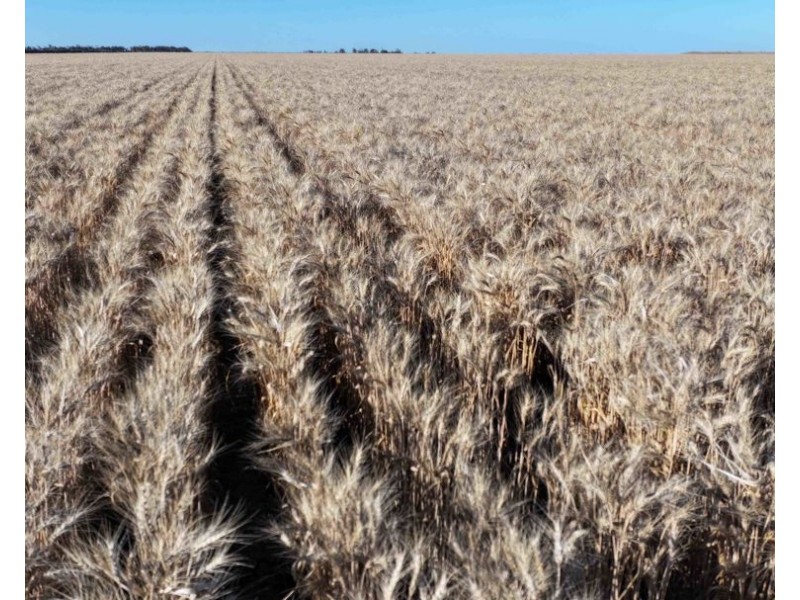 The Ponds, Moree NSW 2400