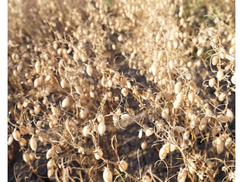 The Ponds, Moree NSW 2400