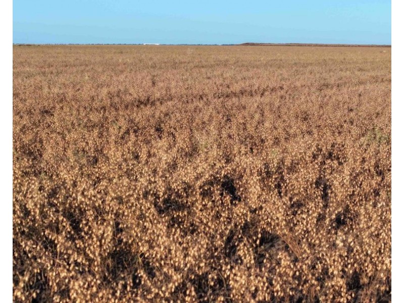 The Ponds, Moree NSW 2400