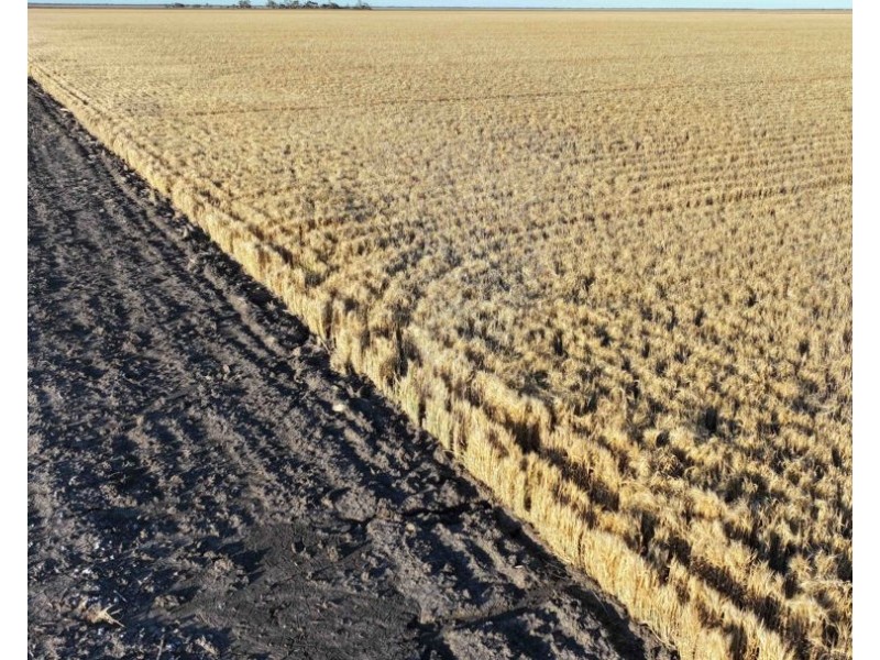 The Ponds, Moree NSW 2400