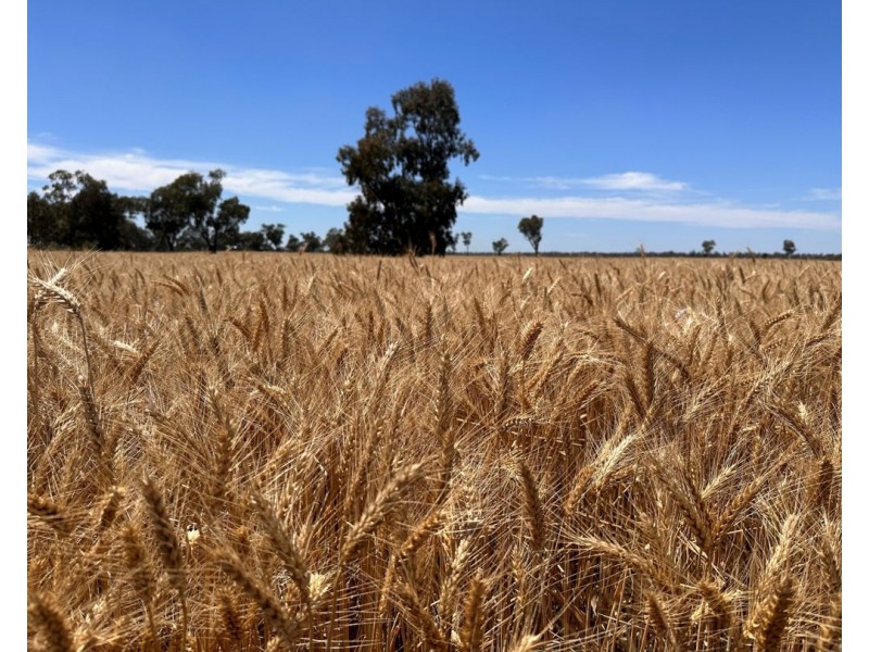 414 Gwydirfield Road, Moree NSW 2400