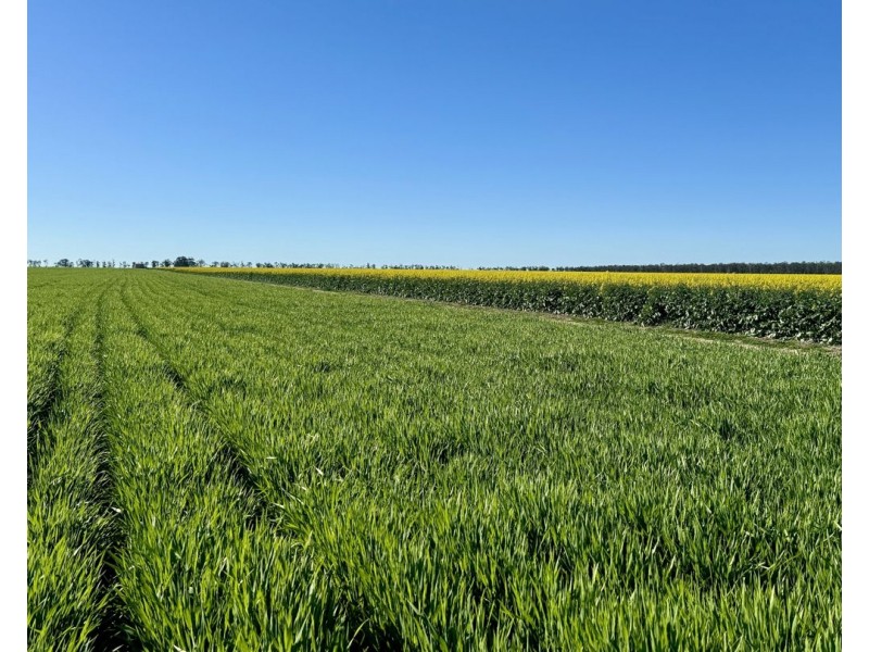 Terlings, Moree NSW 2400