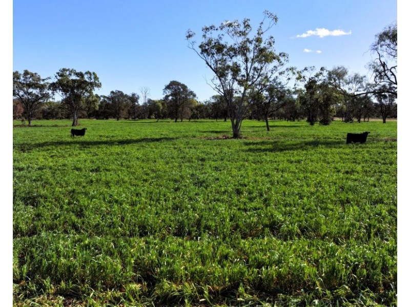 Terlings, Moree NSW 2400