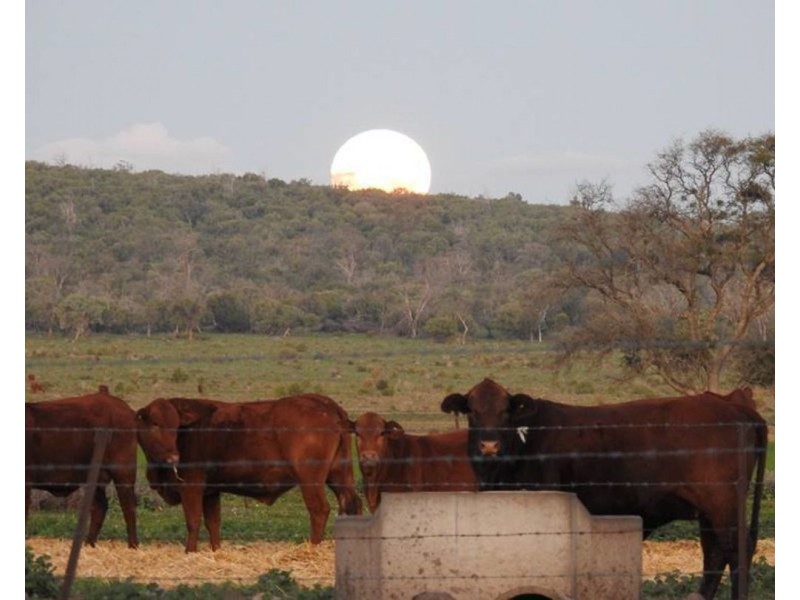 Wilgaroi, Bellata NSW 2397